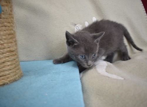 Jareth, gatito azul muy bueno, nacido en Marzo´23, en adopción. Valencia. ADOPTADO. 52823884651_224a7a3915