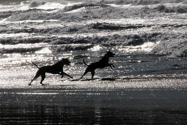 Dogs and the silvery sea