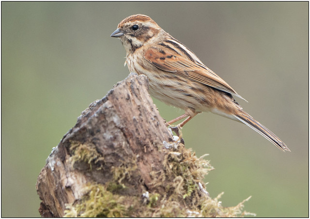 Female Reed Bunting.