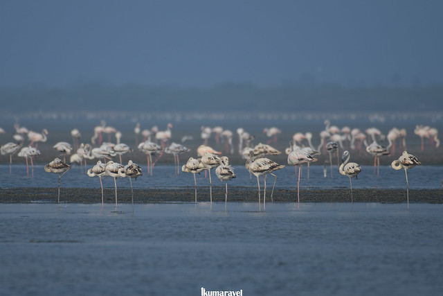 Flamingo chicks