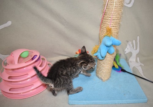 Jans, gatito pardo súper cariñoso y juguetón esterilizado, nacido en Marzo´23, en adopción. Valencia. ADOPTADO. 52824061914_0fbf98c729