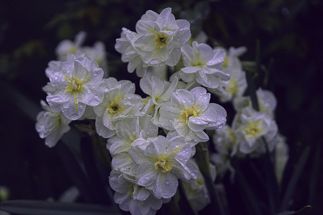 DSC00892 white daffodils