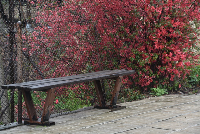 bench and flowers