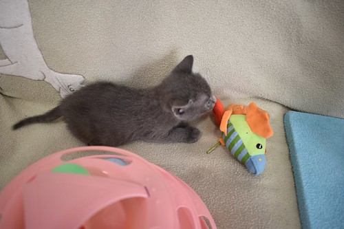 Jareth, gatito azul muy bueno, nacido en Marzo´23, en adopción. Valencia. ADOPTADO. 52824284485_993c41e84c