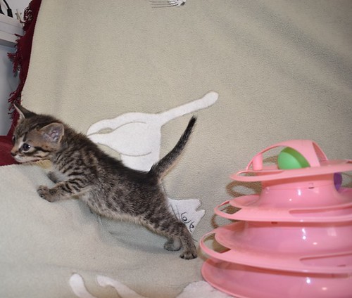 Jans, gatito pardo súper cariñoso y juguetón esterilizado, nacido en Marzo´23, en adopción. Valencia. ADOPTADO. 52824287035_6be18f23d5