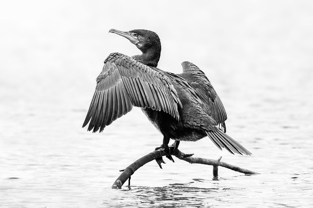 Cormorant (black & white - explored #6)