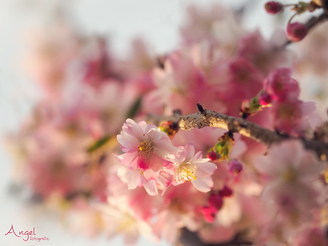 spring pink