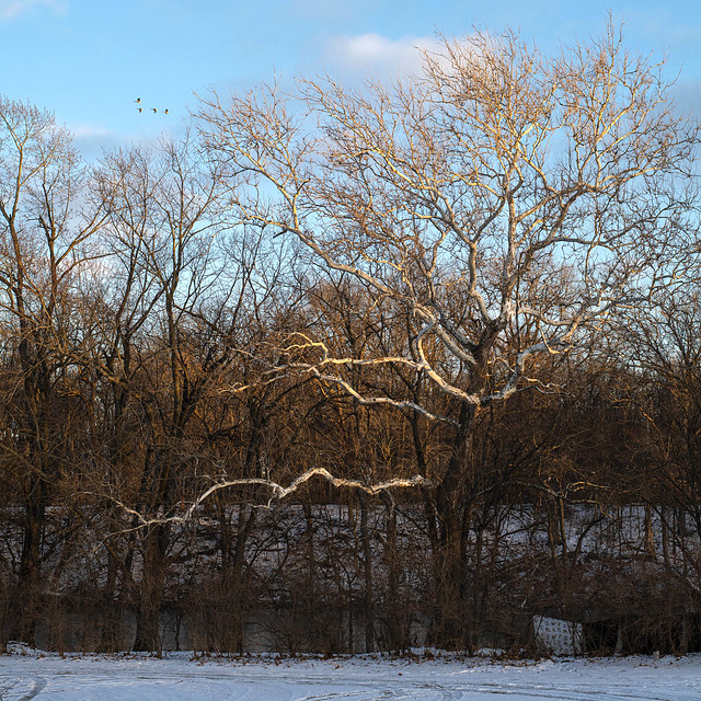Winter tree by the St. Joseph River in evening