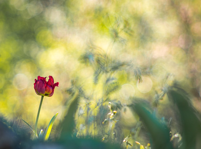 Tulipe solitaire - Lone tulip (Explore)