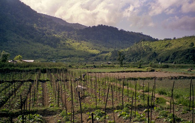 Agricultue in Oaula village, Berstagi, Sumatra, Indonesia 1994