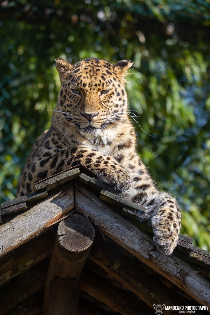 Amur Leopard - Zoo Amneville