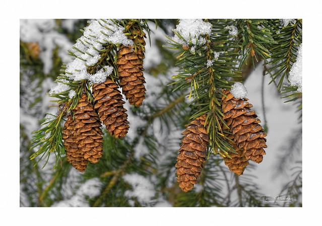Snowy spruce cones