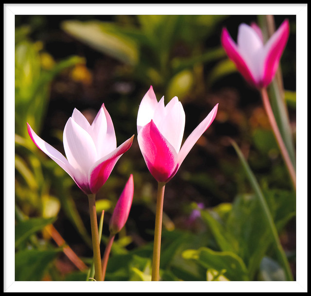 Tulip Clusiana Peppermint Stick