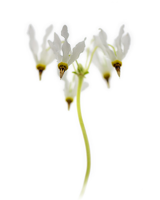 Dodecatheon meadia, White Shooting Star