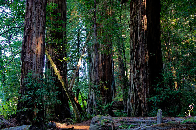 A 5-Star Day in Jedediah Smith Redwoods State Park