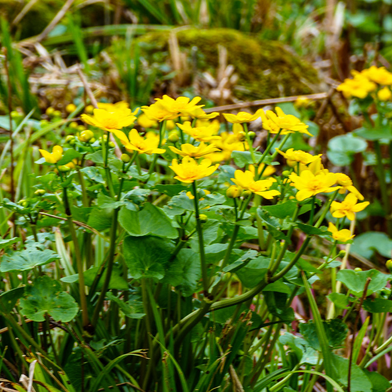 Marsh marigolds opened, Bantock