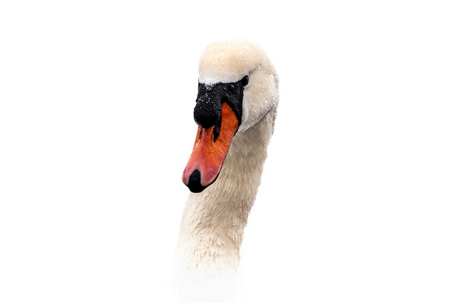 Swan - 5367