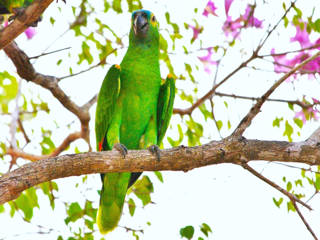 Turquoise fronted Amazon (Amazona aestiva) or Blue-fronted Parrot