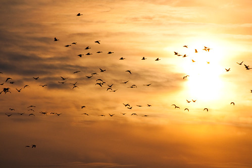 Merkle Wildlife Sanctuary in Prince George's County, Md. by chesbayprogram, A flock of Canada geese flies at sunrise at Merkle Wildlife Sanctuary in Upper Marlboro, Md., on Dec