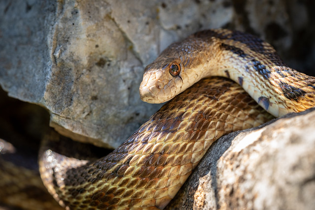 A Pacific Gopher Snake, basking in the warmth of a rock pile.