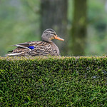 Hedge duck