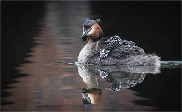 Crested Grebe with chicks