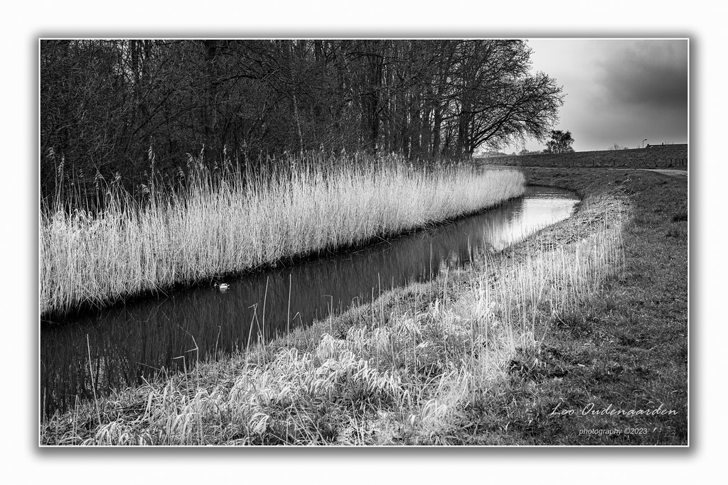 Old reed | The old reed wil be cut in the beginning of sprin… | Flickr