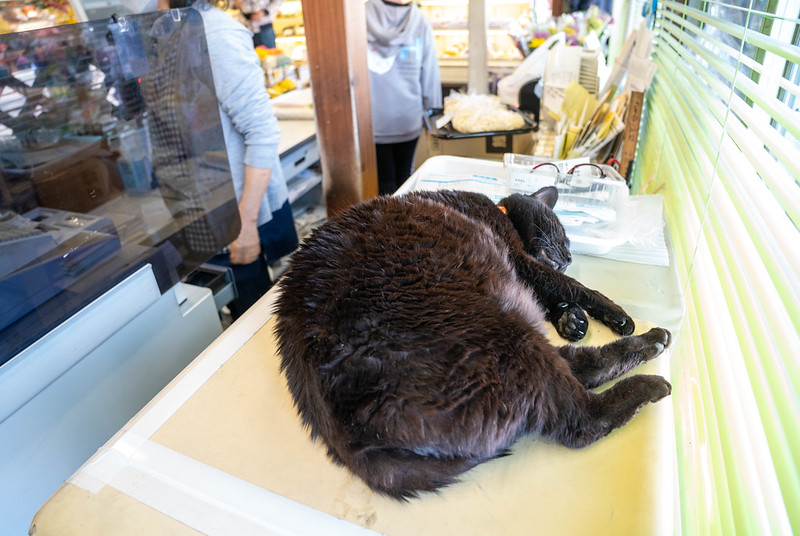 須崎食料品店の猫