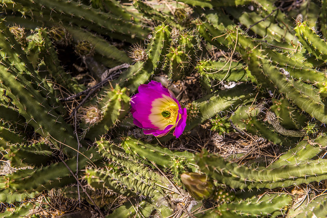 Lady Finger Cactus flower