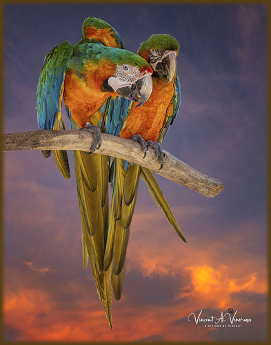 macaw parrot bird composite fineart visionsbyvincent coth5