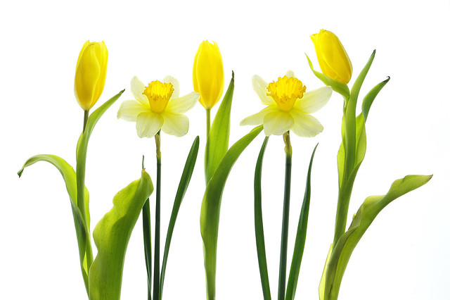 Backlit Tulips and Daffodils