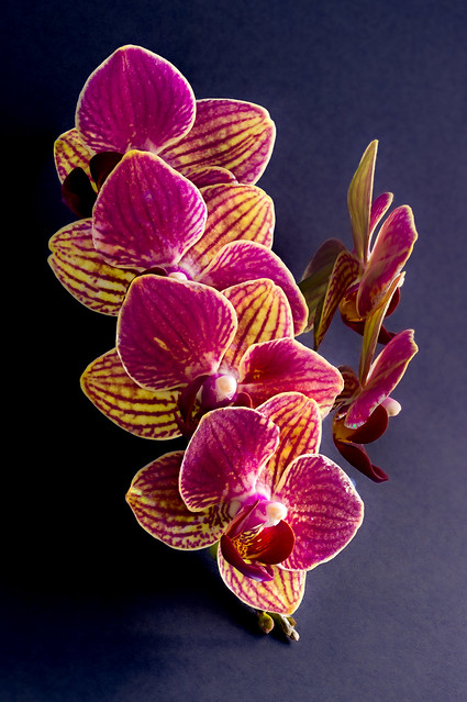 Phalaenopsis Fangmei Sweet