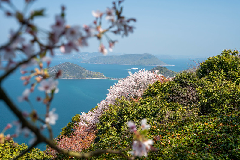 海沿いの桜
