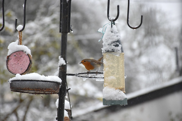 Robin at the feeder