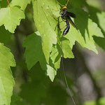 Big, black, and yellow Black Giant Ichneumonid Wasp - Megarhyssa atrata (female, body ~35 mm, ovipositor perhaps 130 mm--5 inches!)
&lt;a href=&quot;https://bugguide.net/node/view/6324&quot; rel=&quot;noreferrer nofollow&quot;&gt;bugguide.net/node/view/6324&lt;/a&gt;
Also posted at:
&lt;a href=&quot;https://bugguide.net/node/view/2235768&quot; rel=&quot;noreferrer nofollow&quot;&gt;bugguide.net/node/view/2235768&lt;/a&gt;

This lovely wasp flew out of some woods into an open field, where it seemed very interested in a particular area. It flew up and returned to the same spot 2-3 times. I managed to get one close photo, and it did appear to be feeding on liquid coming out of a grass (?) stem. (It could just have been water from recent rains--hard to say.) Later it flew up and rested on some vegetation. I cannot recall seeing a photo of this species taking liquids before.