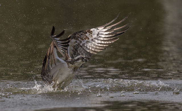 Balbuzard pêcheur/Osprey
