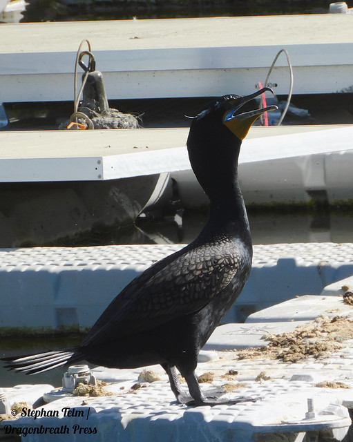 DSCN1643_Double-crested cormorant