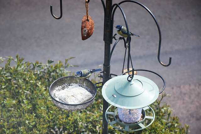 Blue tits at the feeder