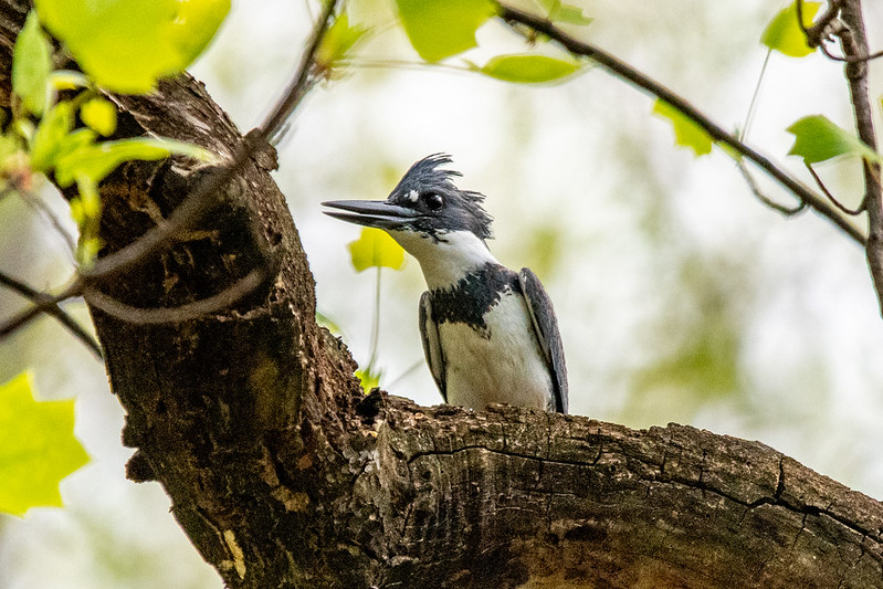 belted-kingfisher-5166