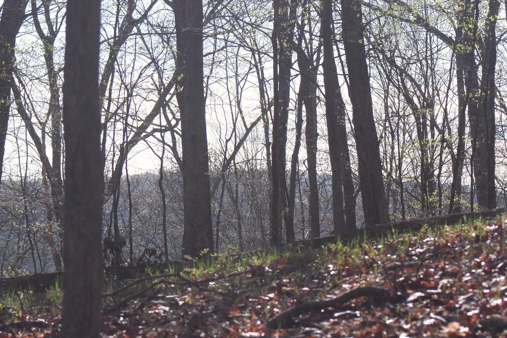 Most people are looking for the forest through the trees, … | Flickr