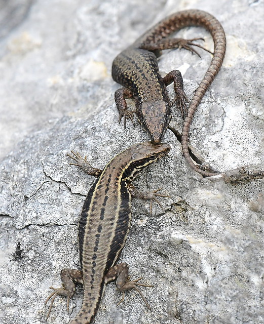Lizard Pair