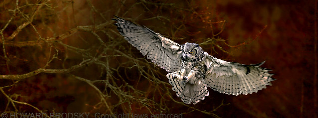 Great Horned Owl  from one of my private 