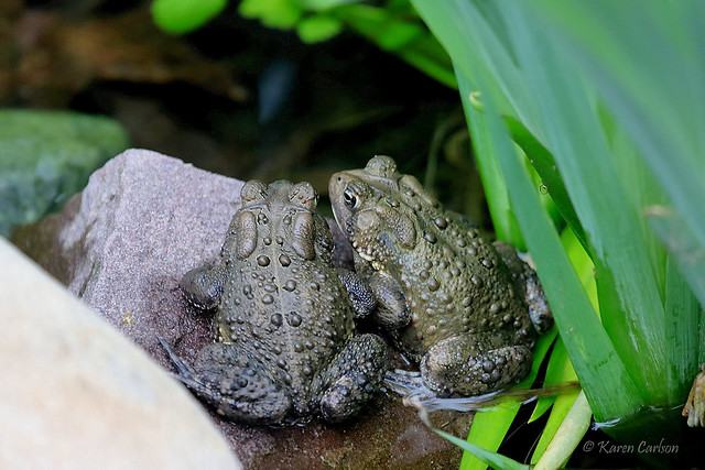 Backyard Toads