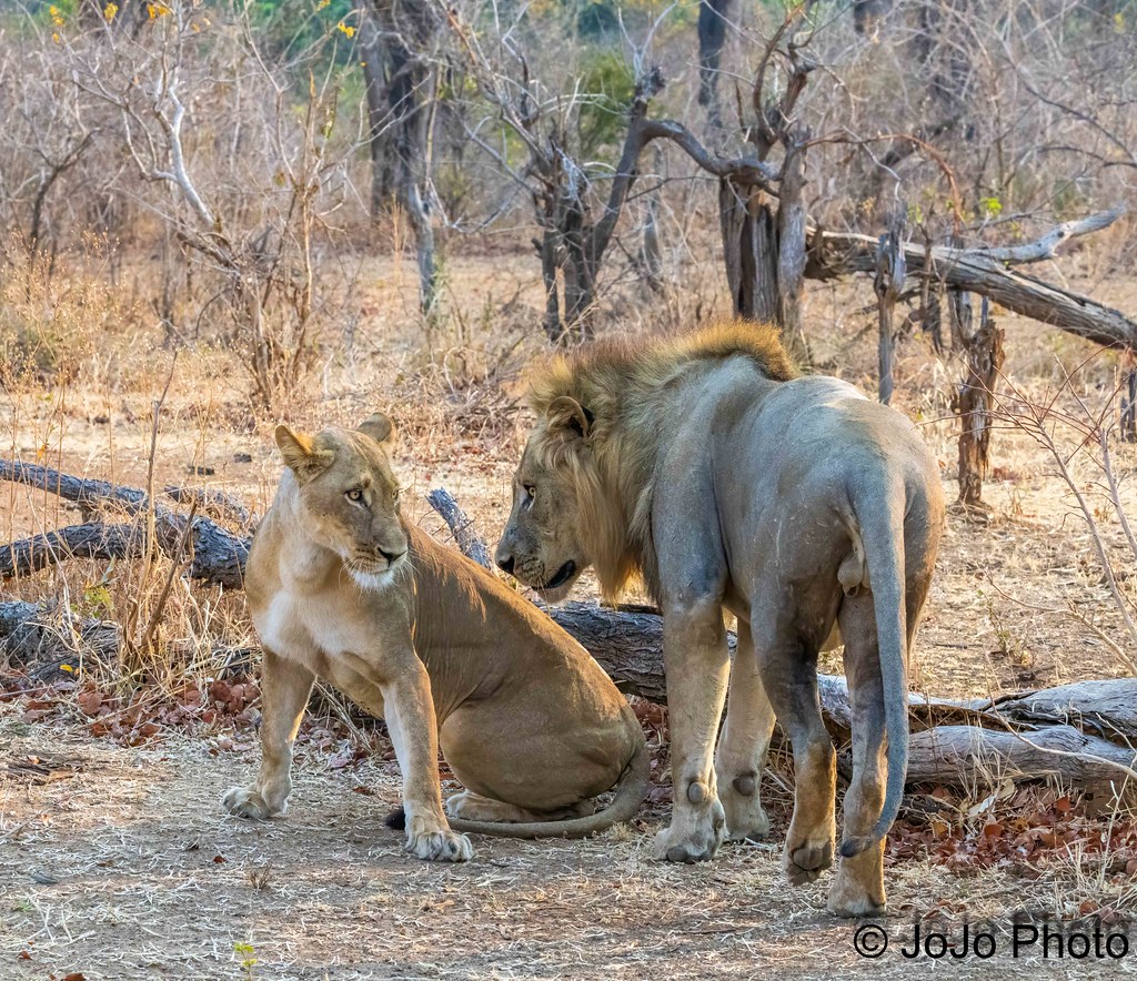 Lions - Three Rivers, Zambia - 81 | Courting Lions in the So… | Flickr