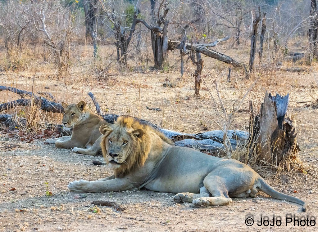 Lions - Three Rivers, Zambia - 79 | Courting Lions in the So… | Flickr