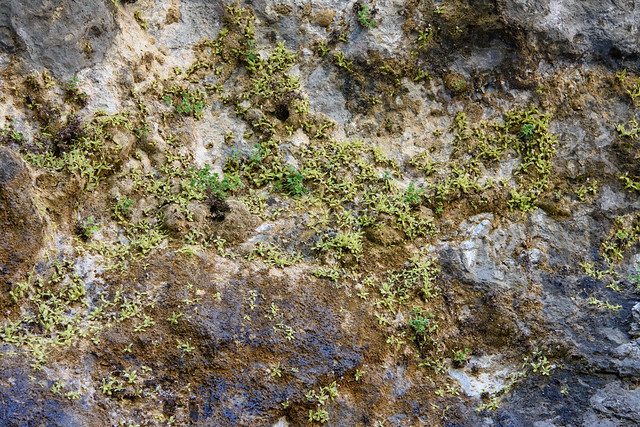 Pinguicula crystallina on a damp limestone cliff