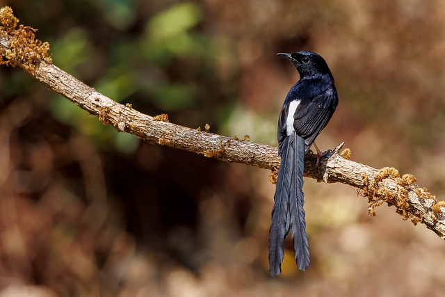 A White Rumped Shama male in the hot sun