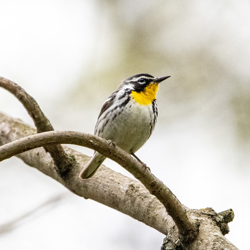 yellow-throated-warbler-5184