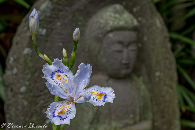 Fleur aux jardins de Hasedera (1)