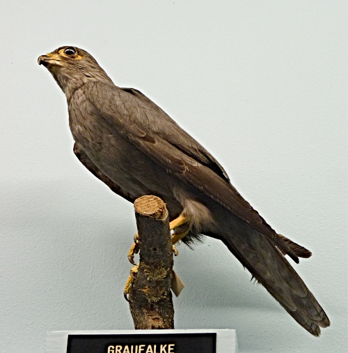 Falco ardosiaceus (15-9-21 Naturhistorisches Museum Wien)